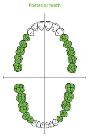 Posterior teeth chart showing tooth anatomy for root canal treatment